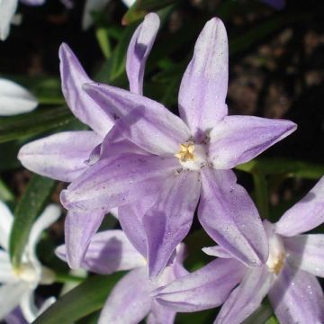 Chionodoxa forbesii Violet Beauty - Sneeuwroem