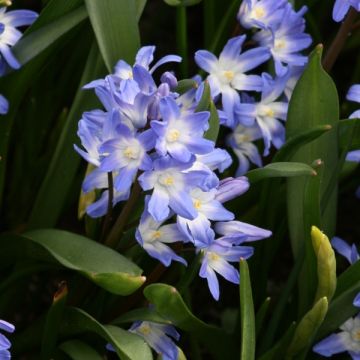 Chionodoxa forbesii Blue Giant - Sneeuwroem