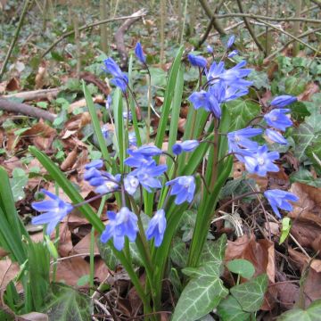 Chionodoxa forbesii - Sneeuwroem