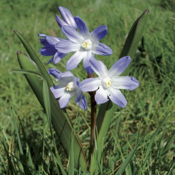 Scilla luciliae - Sneeuwroem