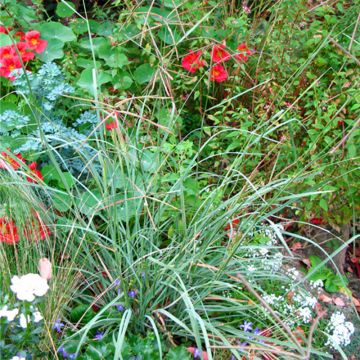 Chloris virgata - Rhodes pluimgras