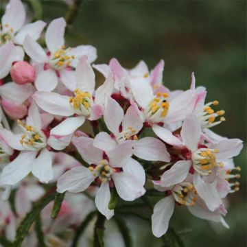 Choisya ternata Apple Blossom - Mexicaanse oranjebloesem