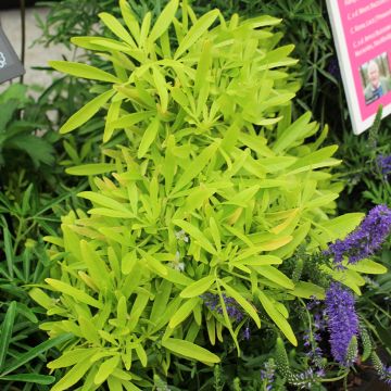 Choisya ternata Goldfinger - Mexicaanse oranjebloesem