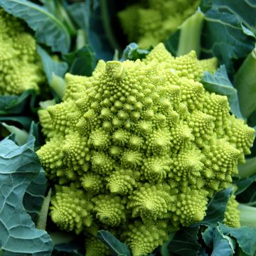 Romanesco BIO - Ferme de Sainte Marthe