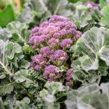 Broccoli Summer Purple