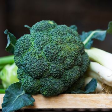 Broccoli Verdia F1 - Vilmorin