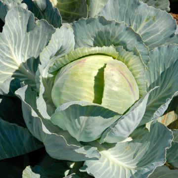 Witte kool Caïd F1 - Vilmorin