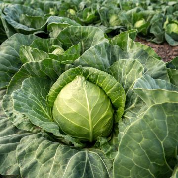 Witte kool Kilaton F1