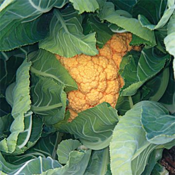 Bloemkool Cheddar F1 (oranje)