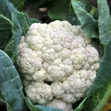 Bloemkool Clapton F1