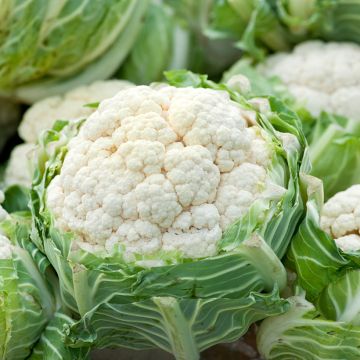 Bloemkool Extra vroege van Angers - Ferme de Sainte Marthe