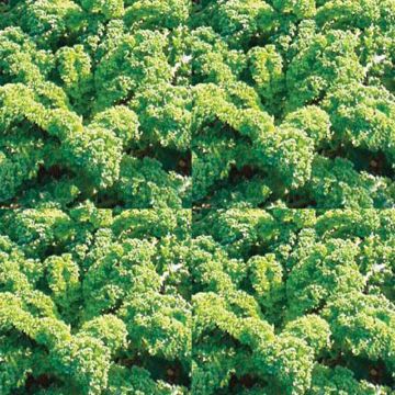 Boerenkool Halfhoge Moskrul