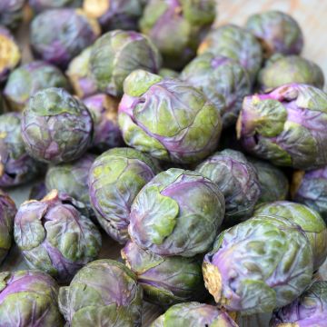 Spruitkool Rubine BIO - Ferme de Sainte Marthe