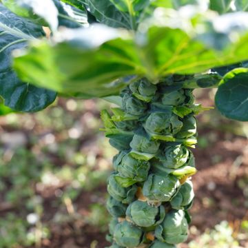 Spruitkool Trafalgar F1