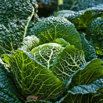 Savooiekool Marner Grufewi BIO