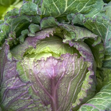 Savooikool Van Pontoise