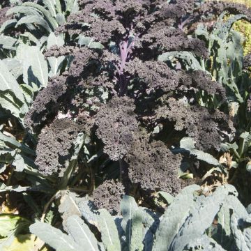 Boerenkool Redbor F1 (jonge planten)