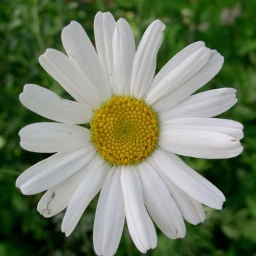 Pyrethrum cinerariifolium