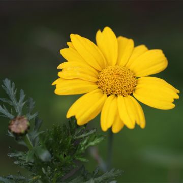 Chrysanthemum segetum (samen bio) - Gele ganzenbloem