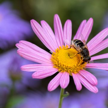 Chrysanthemum rubellum Clara Curtis - Herfstchrysant