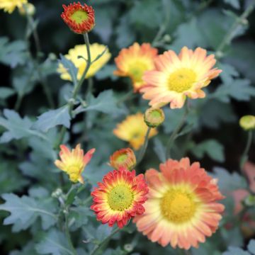 Chrysanthemum rubellum - Herfstchrysant