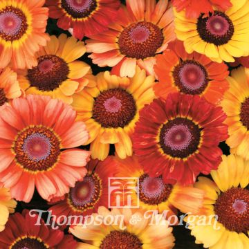 Bonte ganzenbloem Sunset (zaad) - Chrysanthemum carinatum
