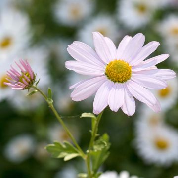 Chrysanthemum arcticum Roseum - Wormkruid roze