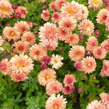 Chrysanthemum indicum Herbstbrokat - Tuinchrysant