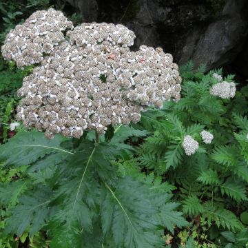 Chrysanthemum macrophyllum - Wormkruid