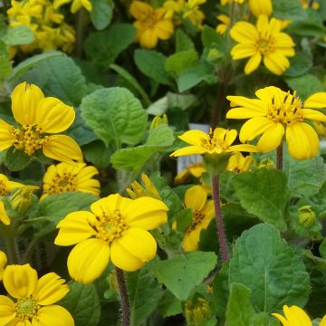 Chrysogonum virginianum - geelster