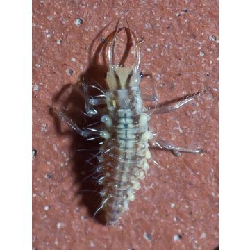 Chrysope Biotop tegen bladluis op lage planten