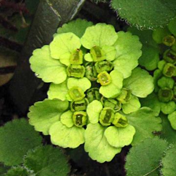 Chrysosplenium davidianum - Goudveil