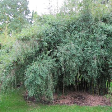 Chusquea culeou - Andes-bamboe