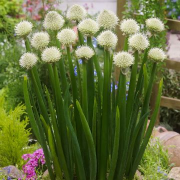 Lente-ui - Allium fistulosum - Allium fistulosum