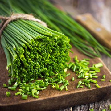 Bieslook Appétits - Allium schoenoprasum