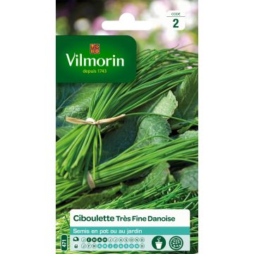 Bieslook Vilmorin - Allium schoenoprasum