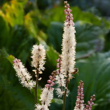 Actaea japonica - Zilverkaars