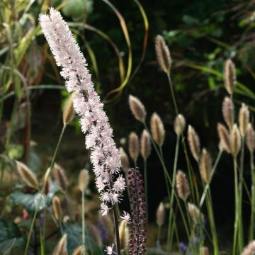 Actaea simplex Brunette - Zilverkaars
