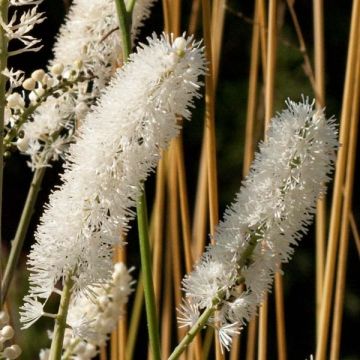 Actaea matsumurae White Pearl - Zilverkaars