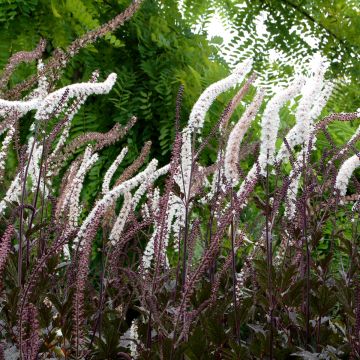 Actaea Black Negligee - Zilverkaars