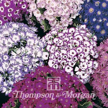 Pericallis Dwarf British Beauty Mixed (zaad) - Cineraria