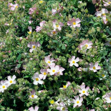 Cistus argenteus Silver Pink - Rotsroos