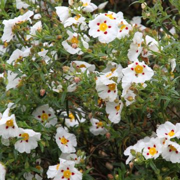 Cistus dansereaui Jenkyn Place - Rotsroos