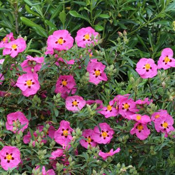 Cistus purpureus - Bonte cistus