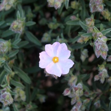 Cistus skanbergii - Rotsroos