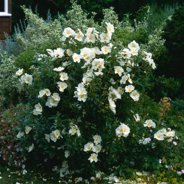 Cistus florentinus Repens - Rotsroos