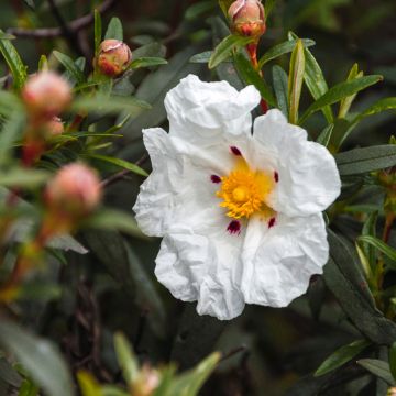 Cistus ladanifer x loretii - Rotsroos