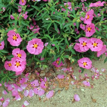 Cistus purpureus Betty Taudevin - Bonte cistus