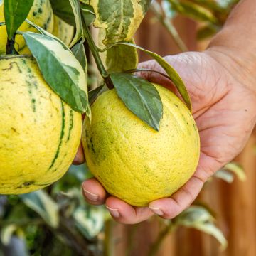 Bontbladige citroenboom