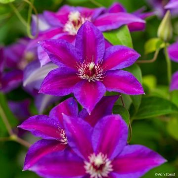 Clematis Have Fun - Bosrank